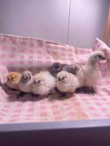 Silkie babies for sale