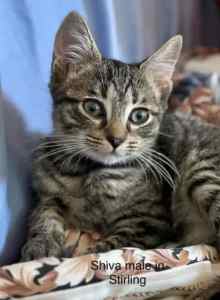 Shiva & Vishnu - Perth Animal Rescue Inc vet work cat/kitten