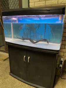 3.5FT fish tank with cabinet, lids, lights, filter, heater, air pump..