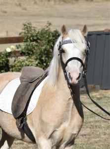**Reduced ** Project pony mare