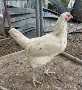 Pullets available great laying breeds 