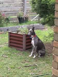 Whippet male