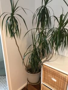 Yukka mature plant in good health looking for a new home