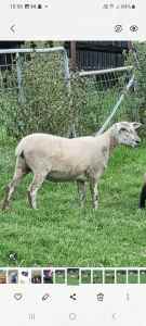 Suffolk cross young ewes, sheep