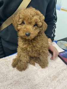 pure toy poodle