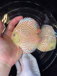 🐬🥳Albino Bristlenose Catfish 3-5cm|🐋 Vibrant Albino Colouring🌈