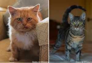 Beaks & Whiskers Rescue Cats - Lord Hampshire & Miss Izarra