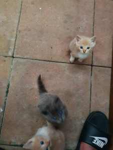 Kittens looking for new home 