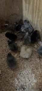 Mixed Day Old Chicks 