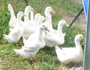 Aylesbury ducklings for sale