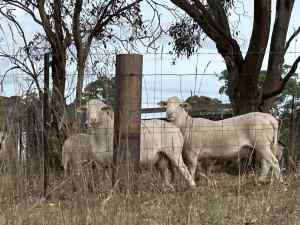 Australian White Rams
