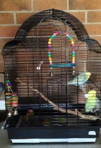 2 Budgies and cage and accessories
