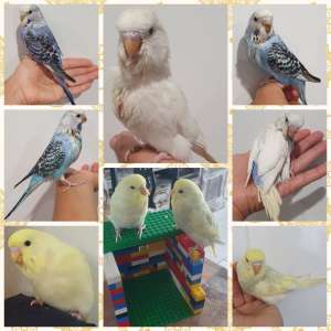 Tame baby budgies with Cage
