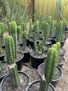 Column Cactus available 40-50cm tall 