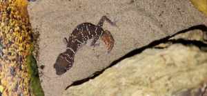 Knob tail Geckos 