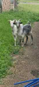 2 x male Goats , sell as pair