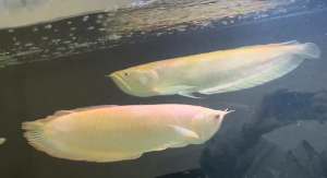 Albino arrowana 40cm and 45cm