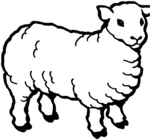 free sheep 8x old ewes and 1 x ram Merino