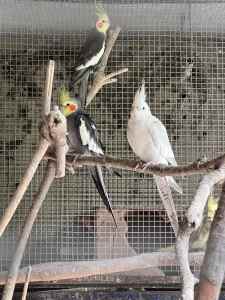Cockatiels - white, yellow and grey price varies 