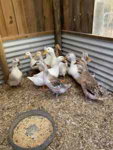 Silver Appleyard ducks