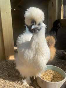2 Silkie hens for sale