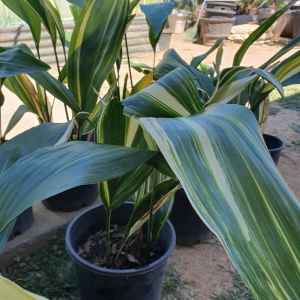Indoors plants 🪴 Cast Iron plants 🪴 