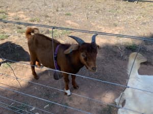 Billy goat, Genetics Improver Red Boer father, cross rangeland mother