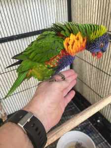 2 x adult Rainbow Lorikeets with cages
