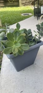 Big pot of succulents - variety of types