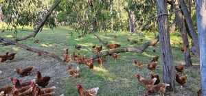 400 Isa Brown Chickens and Chicken Caravan with Laying trailer