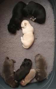 1 fmaleleft Small size, long hair, Chihuahua pups, ready end of April