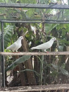 Pigeons - White Tumblers
