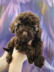 Tiny toy Cavoodle Puppies - 2 Rare Rich Chocolate Males Left