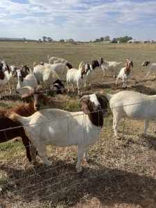 Pure Bred Boer Goats