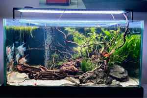 Amazon swords, water plants, aquarium plants for fish tanks
