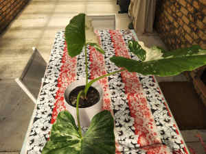Alocasia variegated 175mm pot