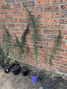 3-5ft mugwort plants