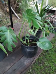 monstera plant in pot