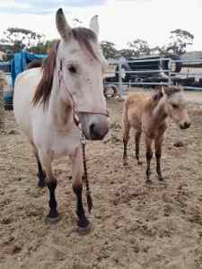 Buckskin mare and Buckskin filly, both must go together. 