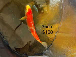 Cheap koi for sale from $20 , koi size 20cm to 40cm