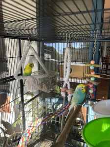 M/F budgie and cage