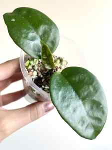 Hoya Krinkle Giant - Fully Rooted Cutting