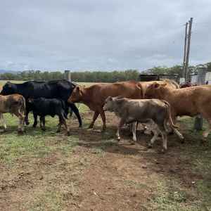 7 cow & calf units, 1 cow and 3 heifers for sale Dm for more info