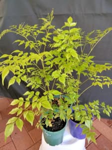 Curry bush - beautiful gastronomical plant