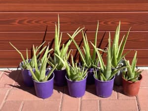 Aloe Vera (8 Pots)