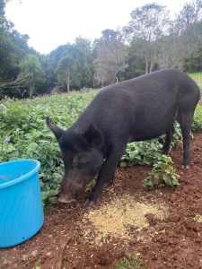 desexed pig 4 year old male