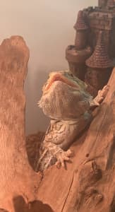 Bearded dragon with enclosure and storage