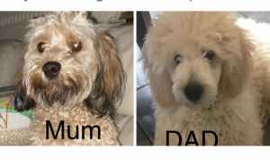 Cavoodles due in May 