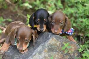 Dachshund Miniature Purebred Puppies Ready to go now
