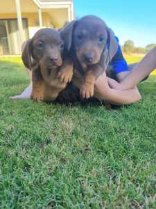 Dachshund miniature pups